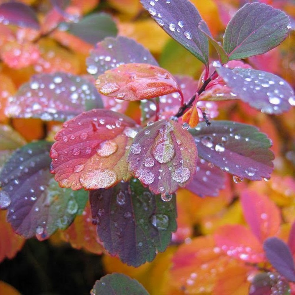 Meet your Posher, Gracie